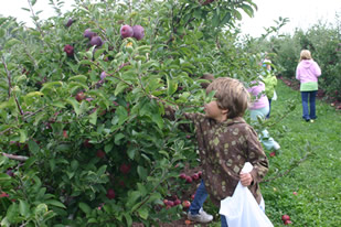Pick apples off the tree during fall school tours!