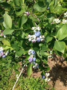 Home-grown Blueberries at Hollabaugh's!