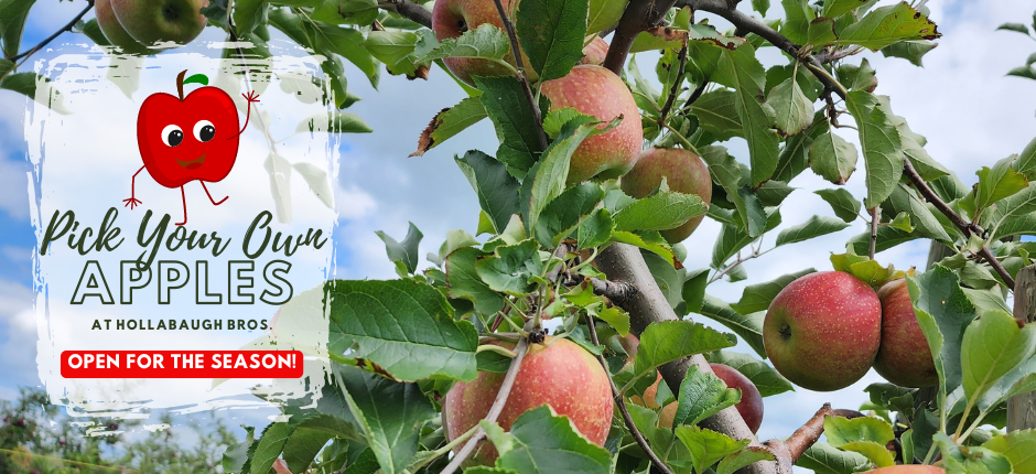 Our PYO orchards are open for the season!