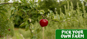 PICK YOUR OWN FARM