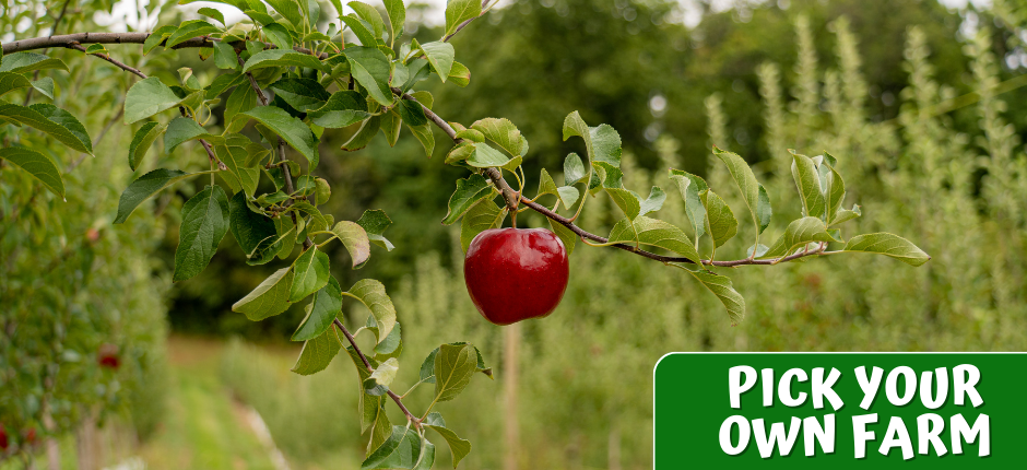 PICK YOUR OWN FARM
