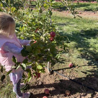 Girl in apple orchard