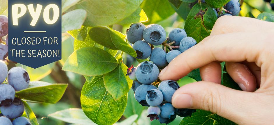 PYO Blueberries is closed for the season.