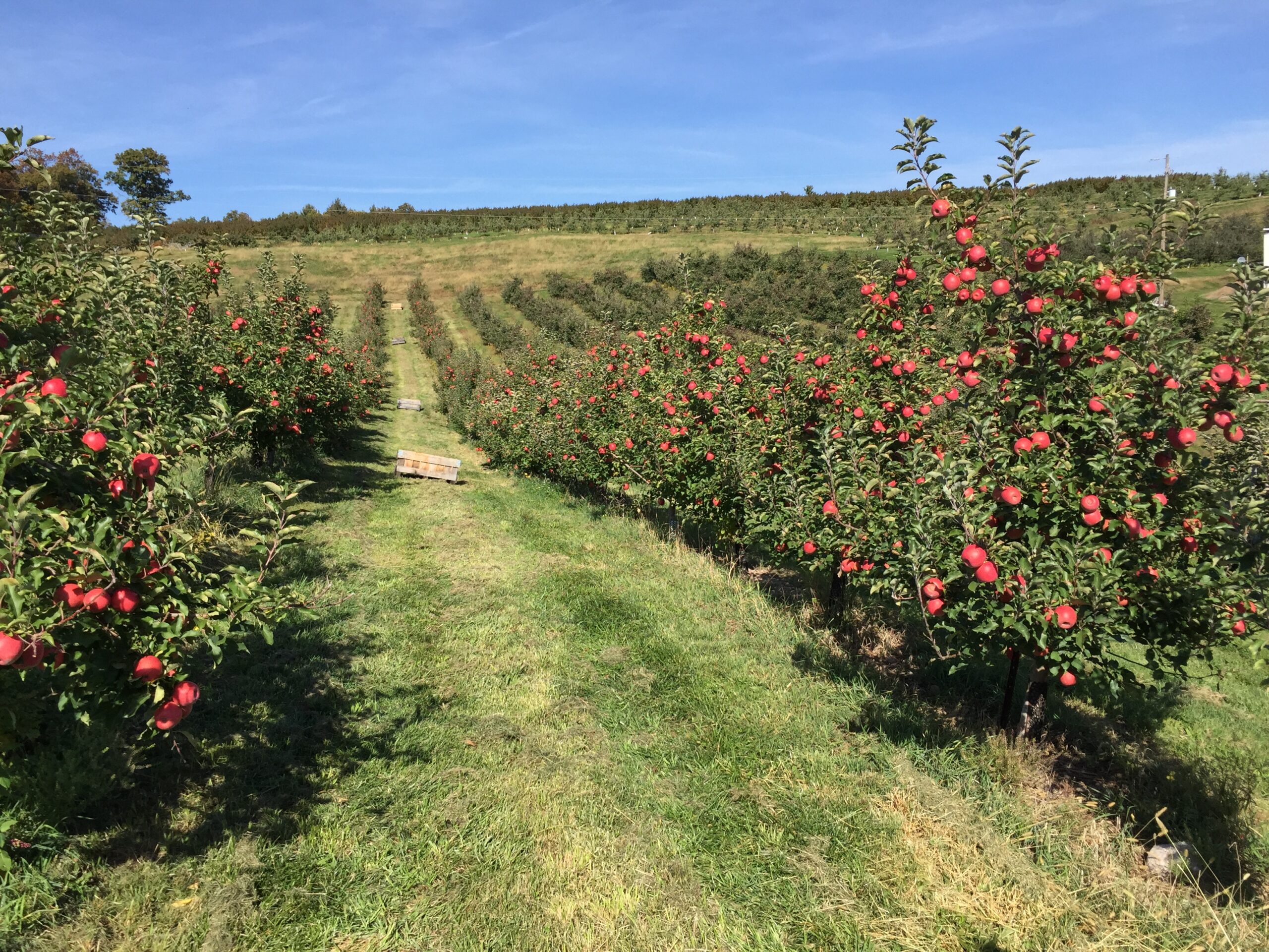 Apple Orchard