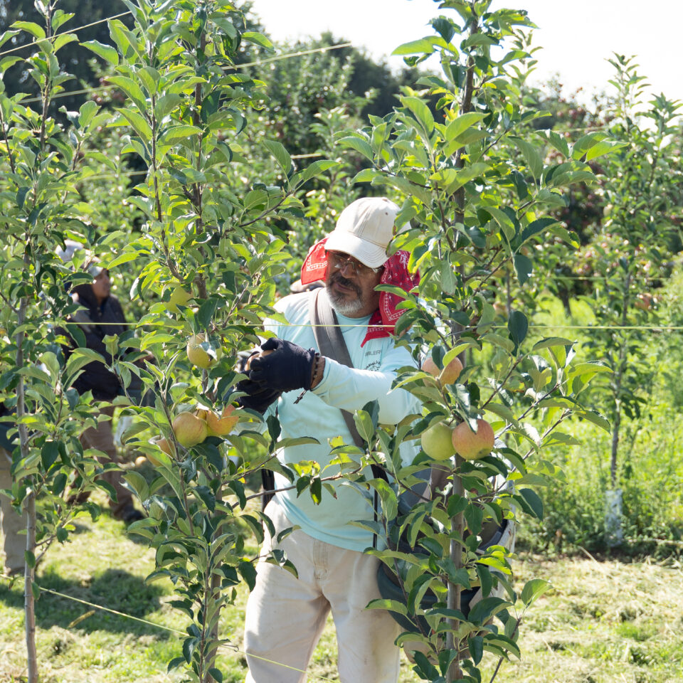 Worker picking apples