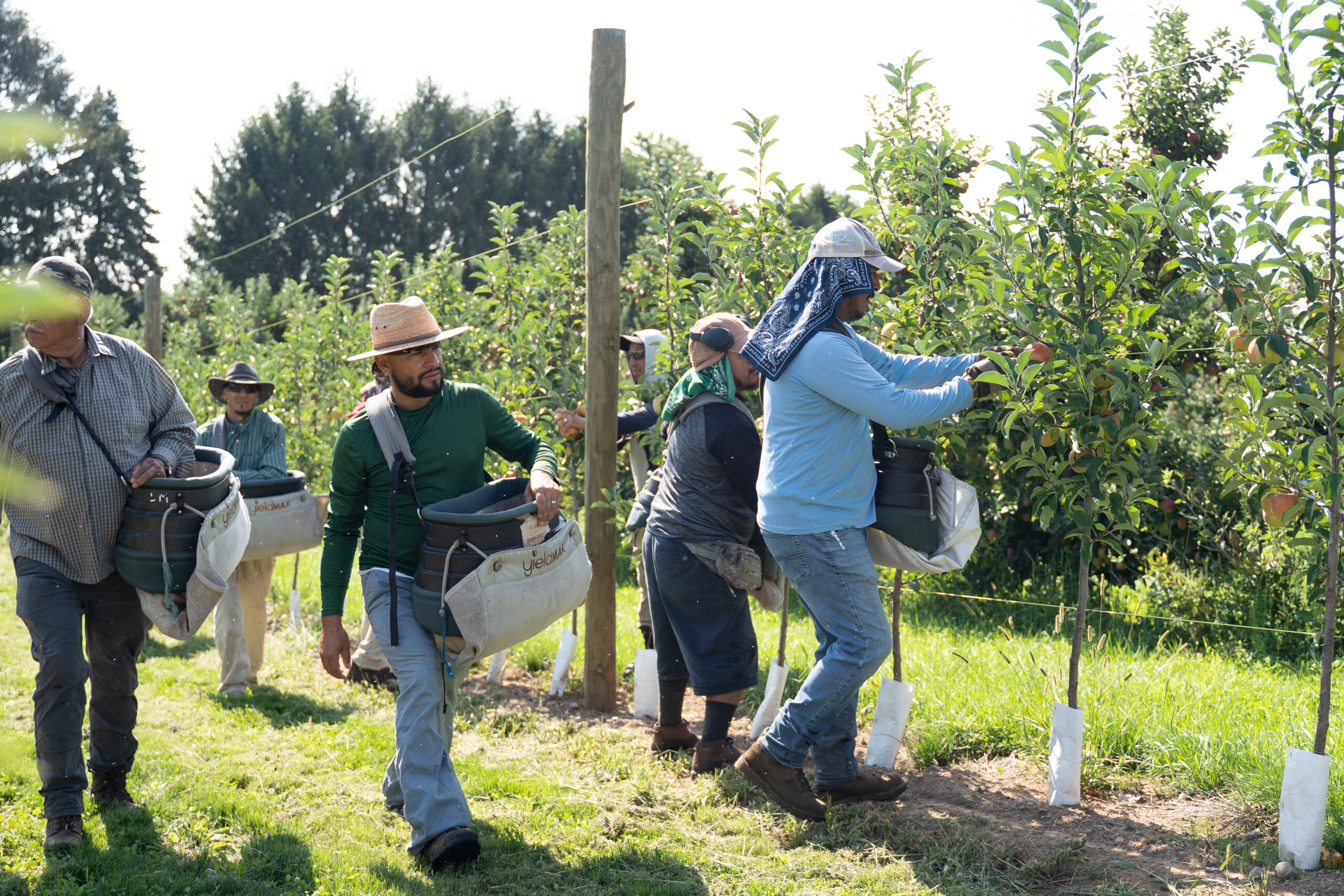Workers picking apples