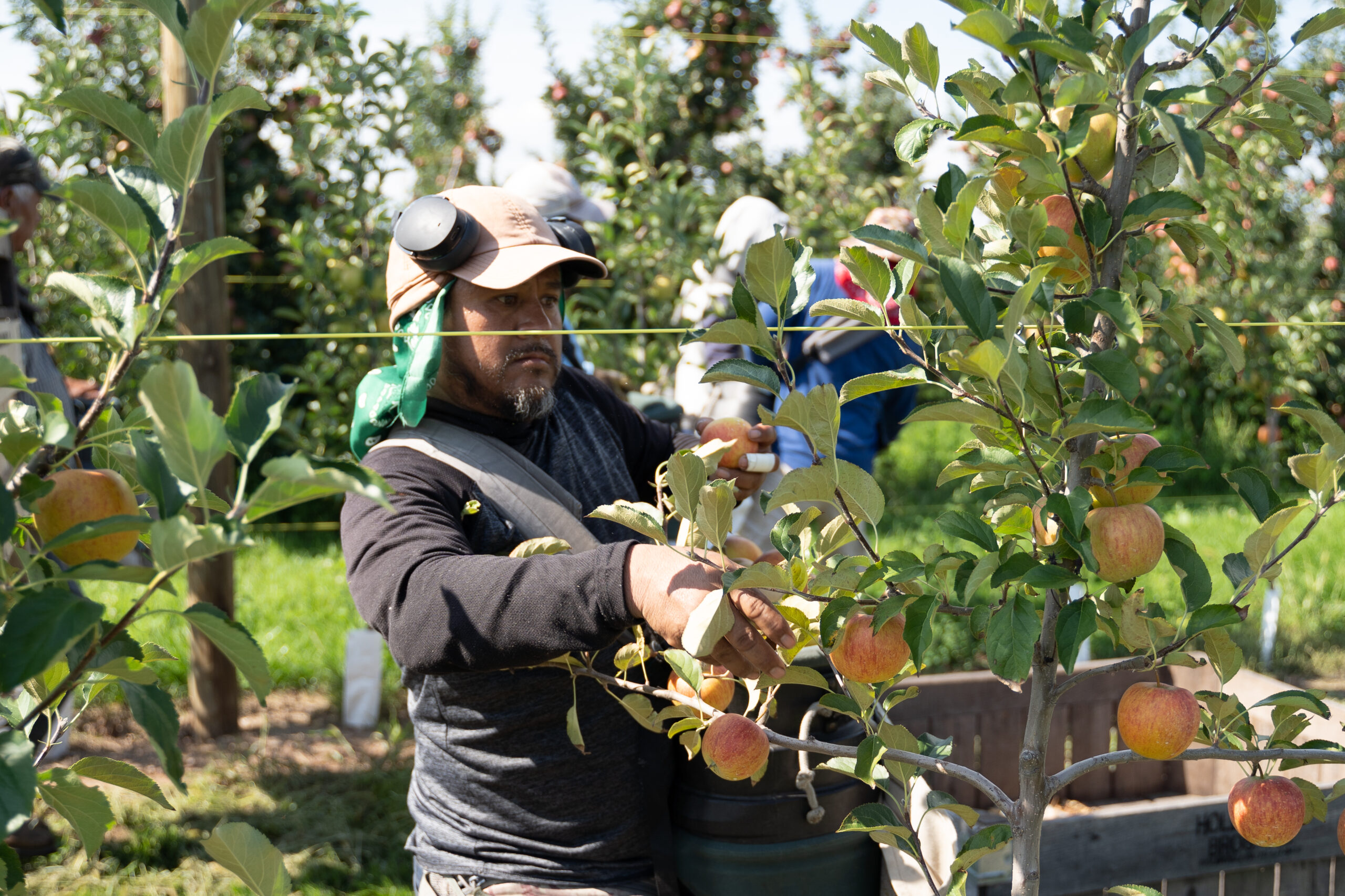 Worker picking apples
