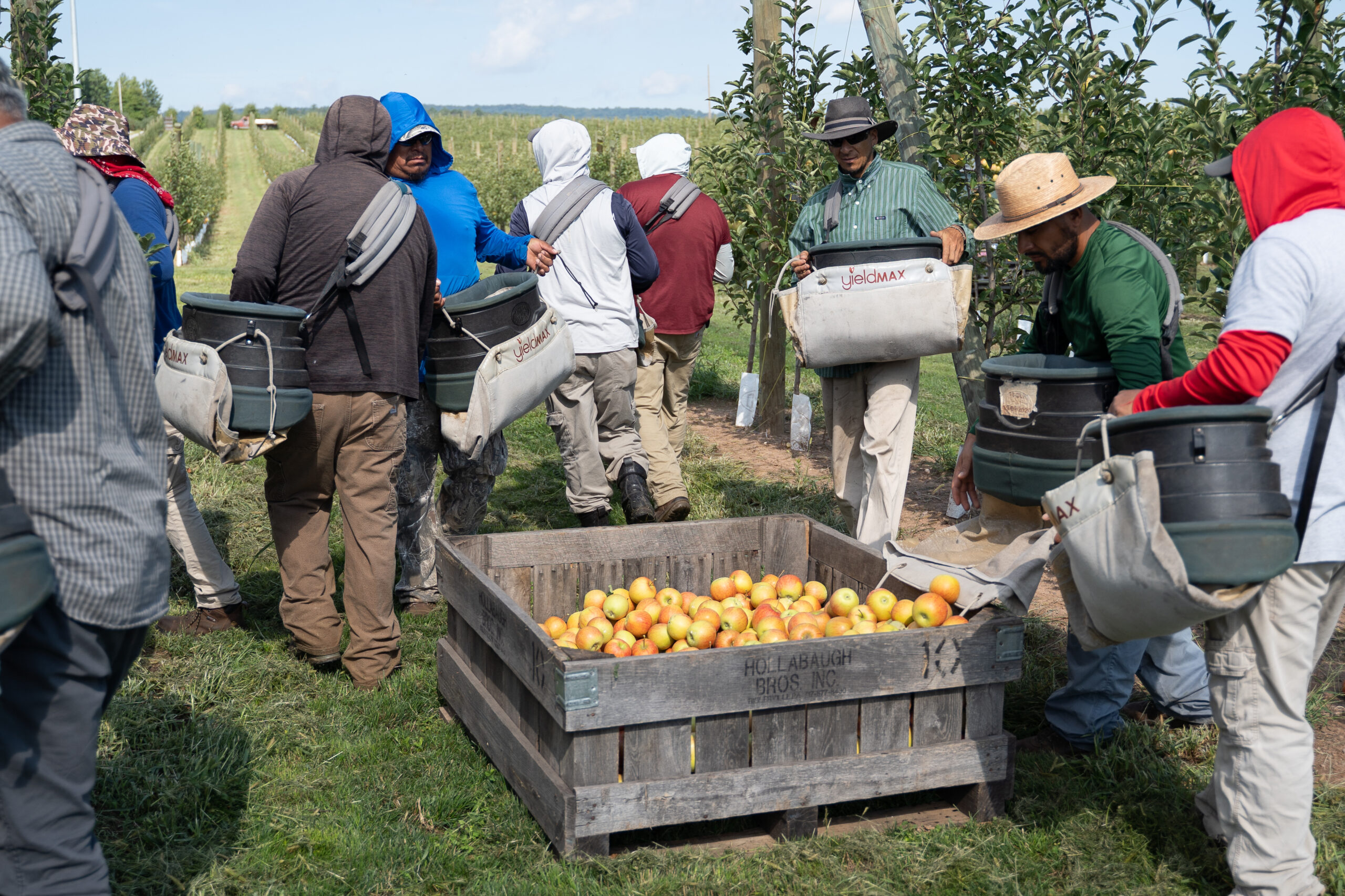 Field workers emptying apples into bin.