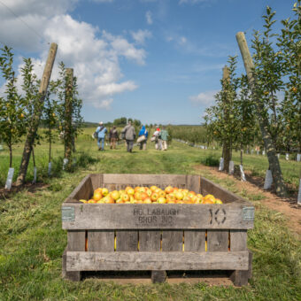 Bin of FyreFly Apples in orchard.