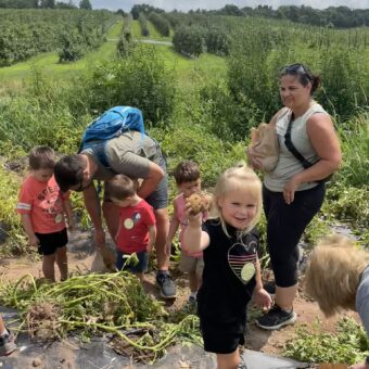 Families picking potatoes