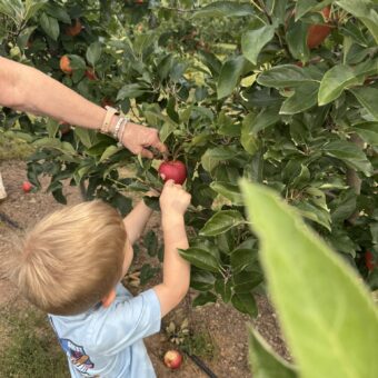 Boy picking apples