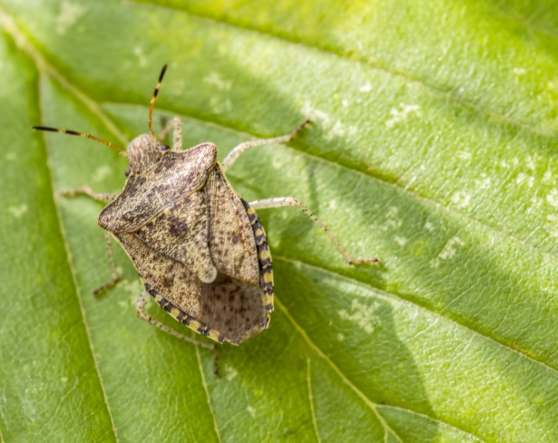 Brown Marmorated Stink bug