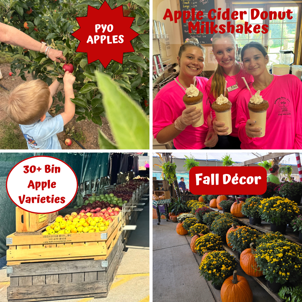 PYO apples, apple cider donut milkshakes, 30+ Bin Apple Varieties, Fall Decor