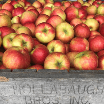 Bin of Honeycrisp apples