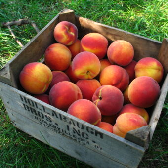 Crate of yellow peaches