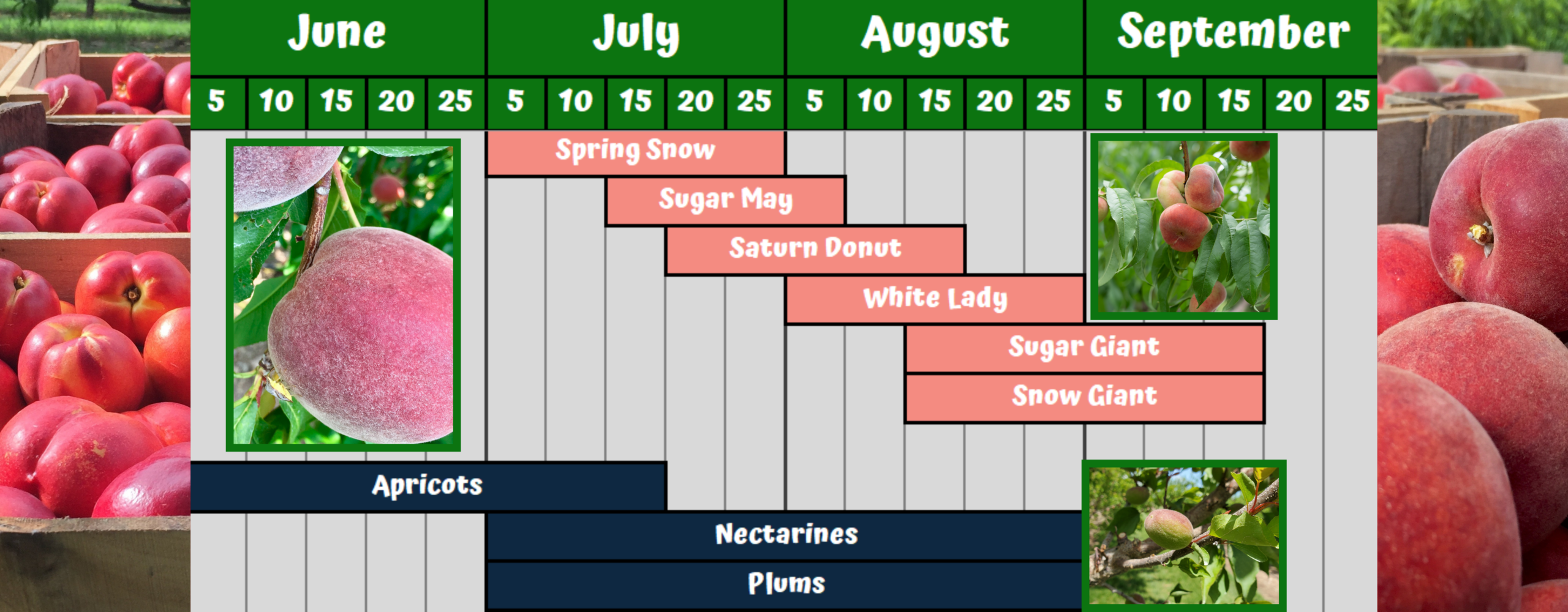 White peach, apricot, nectarine, and plum seasonality chart.
