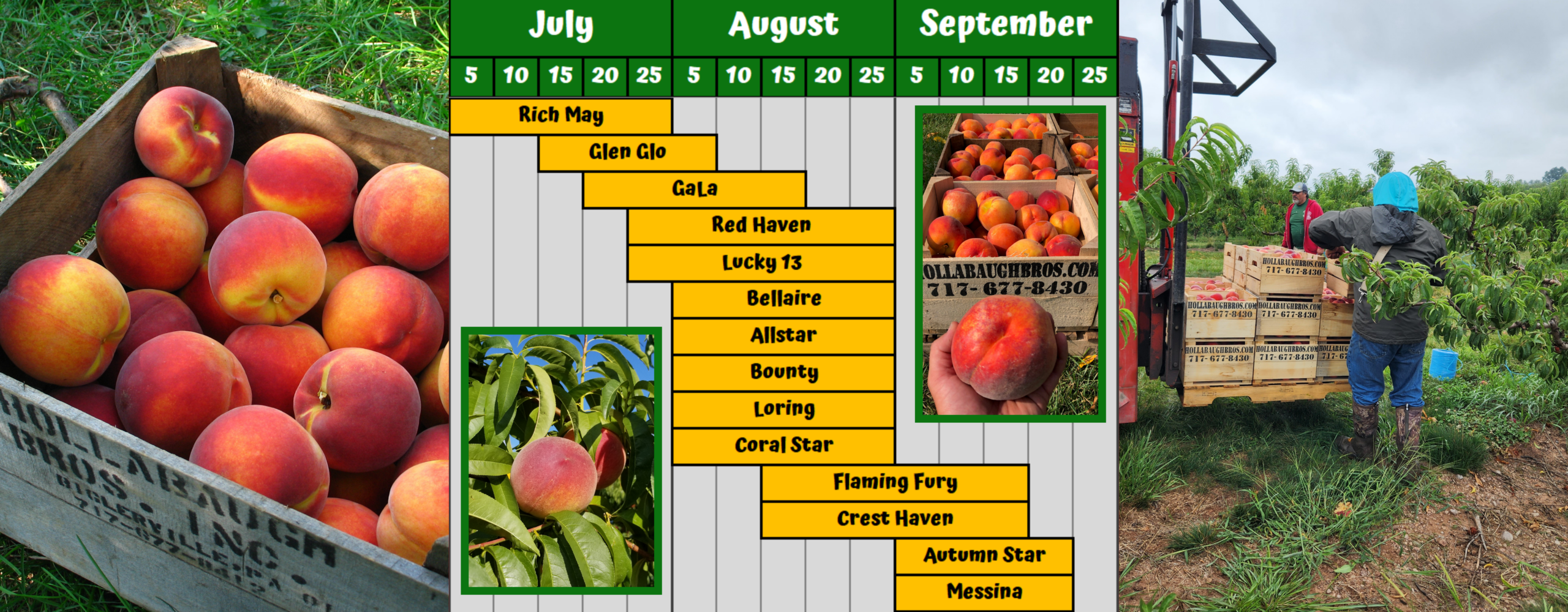 Yellow peach seasonality chart.