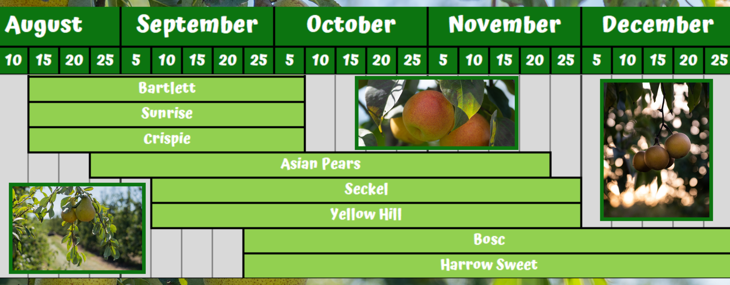 Pear seasonality chart