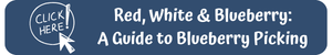 Red, White, & Blueberry: A Guide to Blueberry Picking