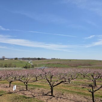blooming orchard