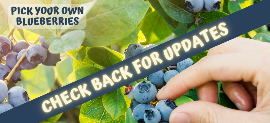 PYO Blueberries: Check back for updates