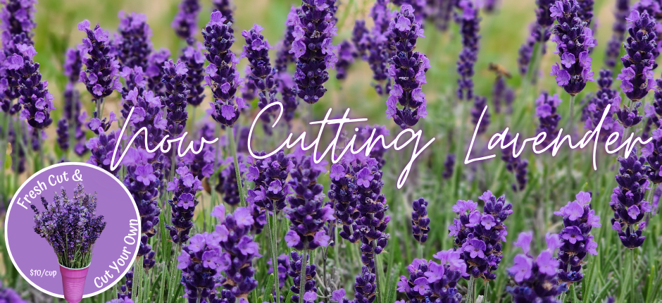 Now Cutting Lavender