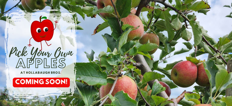 PYO Apples coming soon!
