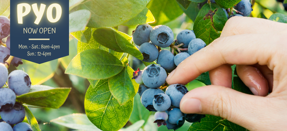 Pick Your Own Blueberries is open for the season.
