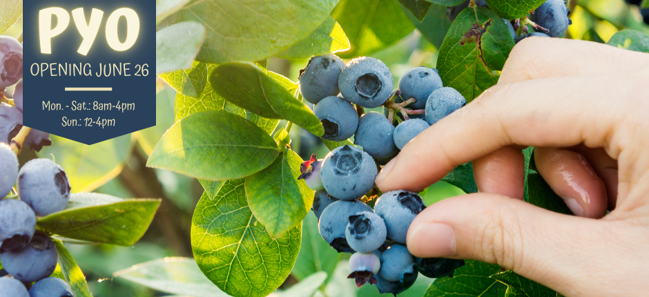 PYO Blueberries opening for the season on June 26th.