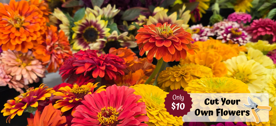 Cut Your Own Flowers Open Daily