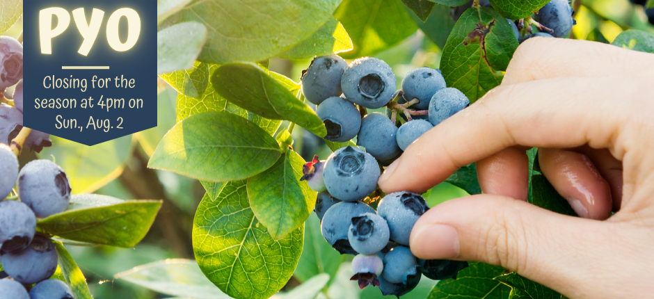 PYO Blueberries is closing for the season at 4pm on Sun., August 2nd