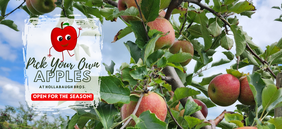 PYO Apples Now Open