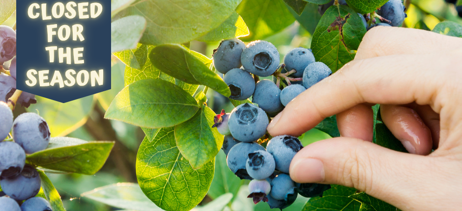 PYO blueberries has closed for the season.